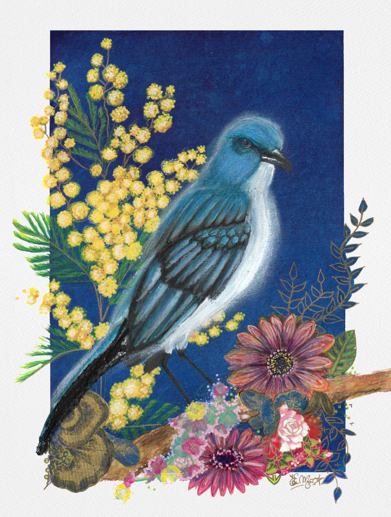 Blue Jay, illustration, mimosa,