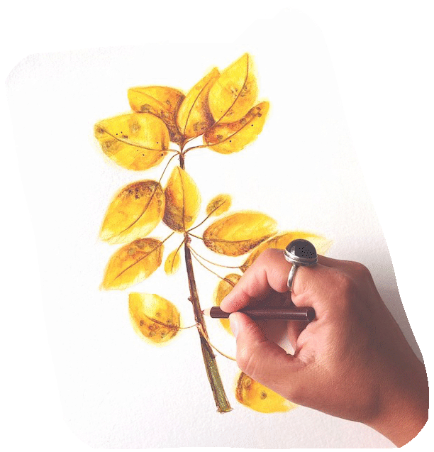 Illustrations