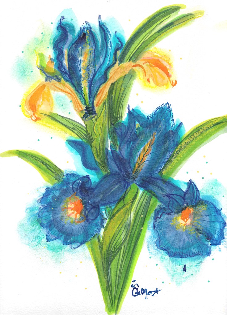 Iris bleu, Fleur Bleue, Blue Iris, Watercolor, Illustration