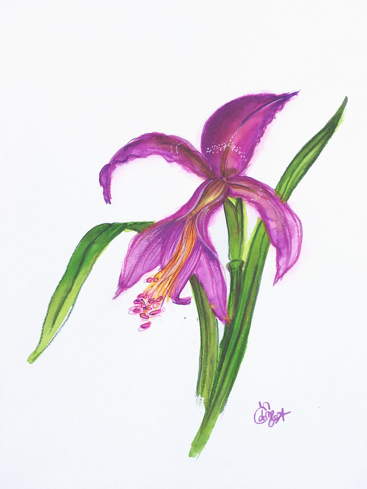Amaryllis #10