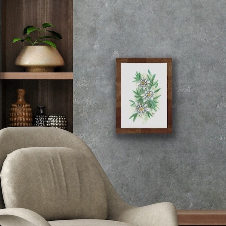 Edelweiss, Fleur, Illustration, Botanique, Edwidge De Mota, Decor 1