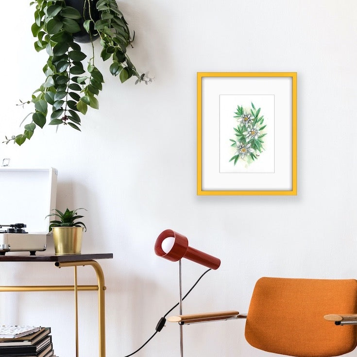 Edelweiss, Fleur, Illustration, Botanique, Edwidge De Mota, Decor 2