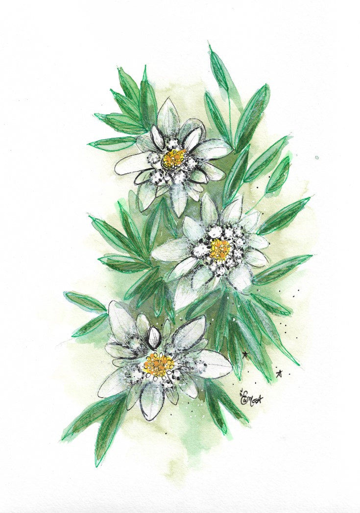 Edelweiss, Fleur, Illustration, Botanique, Edwidge De Mota