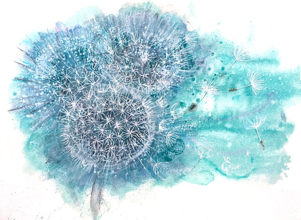 Pissenlit, Dandelion, Illustration, Watercolor