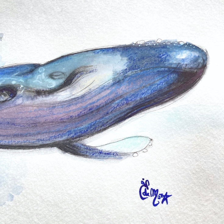 Baleine, Baleine bleue, Whale, Blue Whale, Illustration, Watercolor, Aquarelle, Mixed media, Home decor, Dolphin, Dauphin, Edwidge De Mota, Edemota,Haida