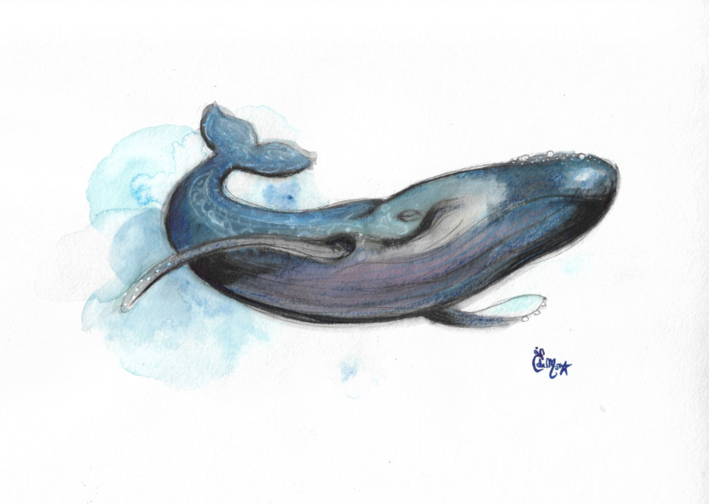 Baleine, Baleine bleue, Whale, Blue Whale, Illustration, Watercolor, Aquarelle, Mixed media, Home decor, Edwidge De Mota, Edemota, Haida
