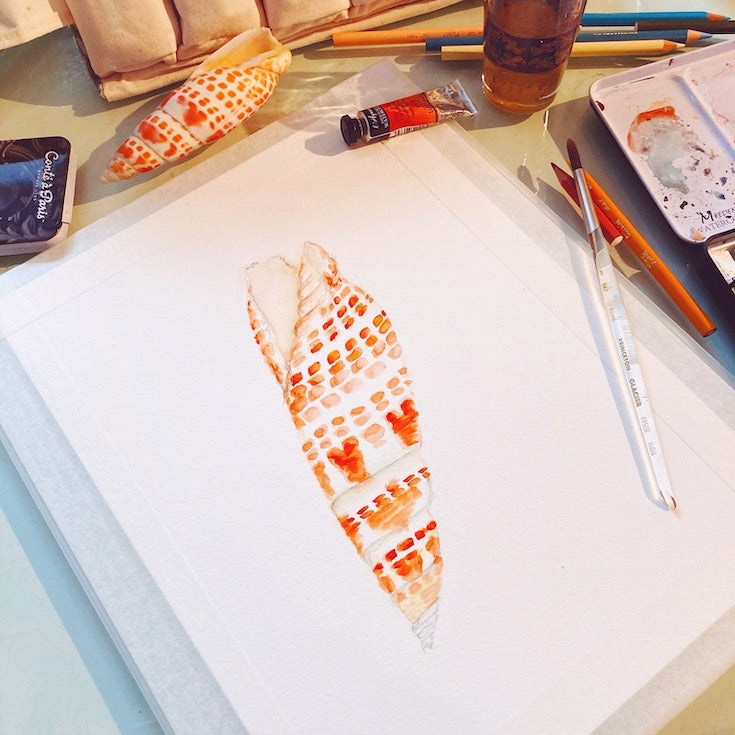 Coquillage, Shell, Orange, Illustration, Sennelier,African, Zanzibar, Home decor, Edwidge De Mota, Edemota