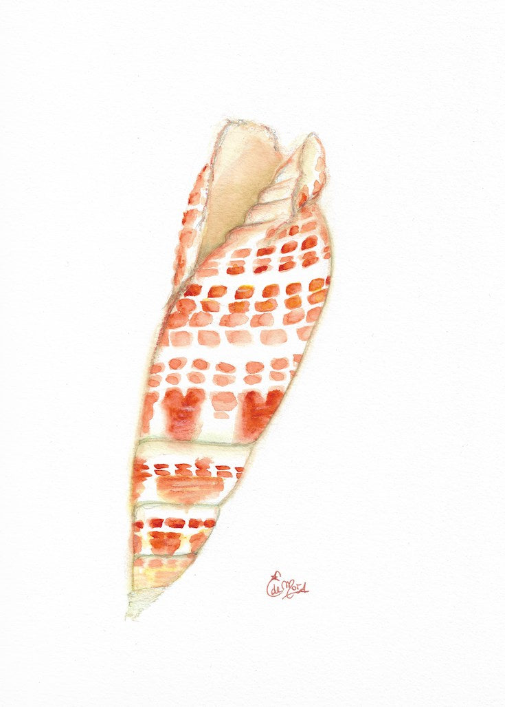 Coquillage, Shell, Orange, Illustration, African, Zanzibar, Home decor, Edwidge De Mota, Edemota