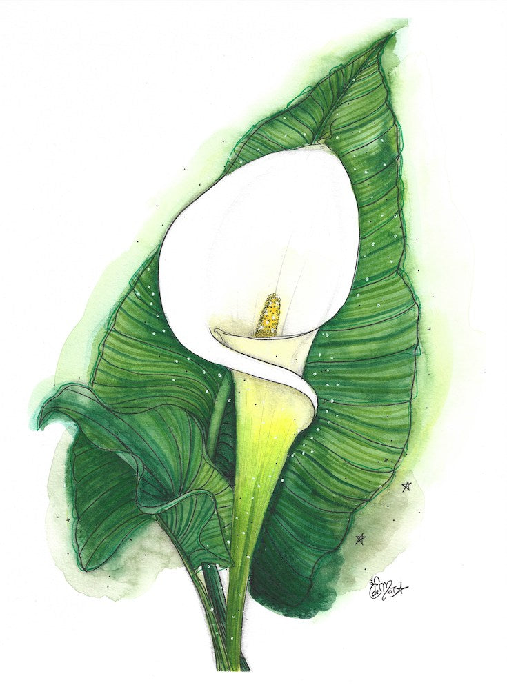 Lys Calla