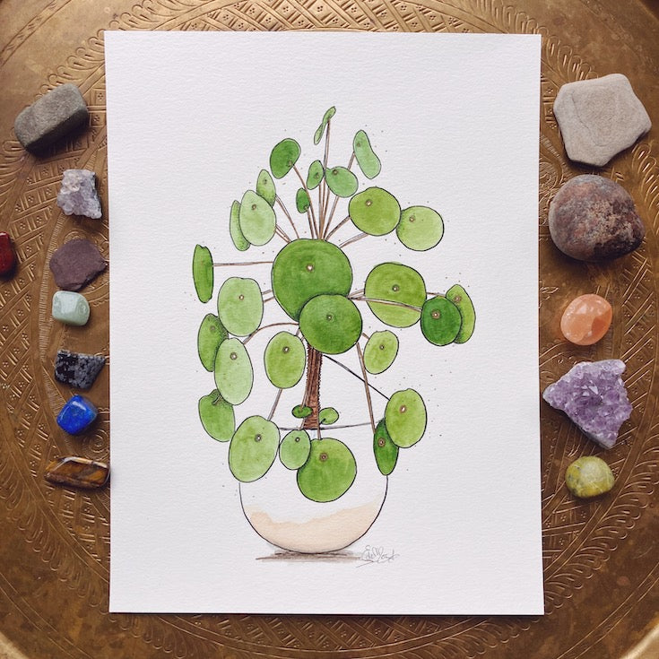Chinese Monkey Money Plant, Money Plant, Watercolor, Illustration, Hand made illustrations, Green watercolor, Golden green watercolor, Edemota, Edwidge De Mota, Plant illustration, Feng shui