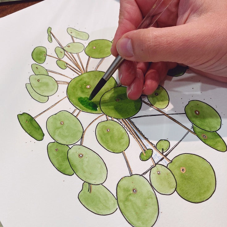 Chinese Monkey Money Plant, Money Plant, Watercolor, Illustration, Hand made illustrations, Green watercolor, Golden green watercolor, Edemota, Edwidge De Mota, Plant illustration, Feng shui