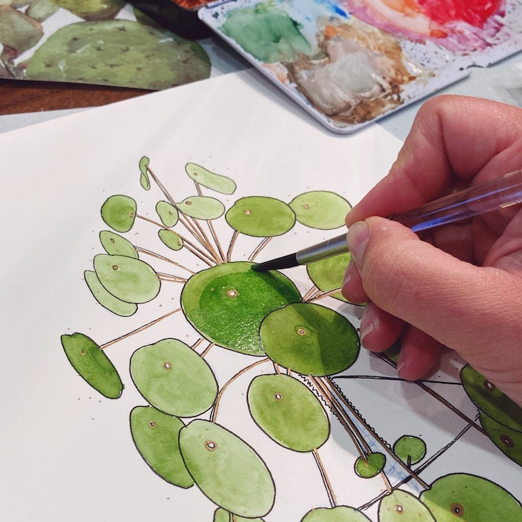 Chinese Monkey Money Plant, Money Plant, Watercolor, Illustration, Hand made illustrations, Green watercolor, Golden green watercolor, Edemota, Edwidge De Mota, Plant illustration, Feng shui