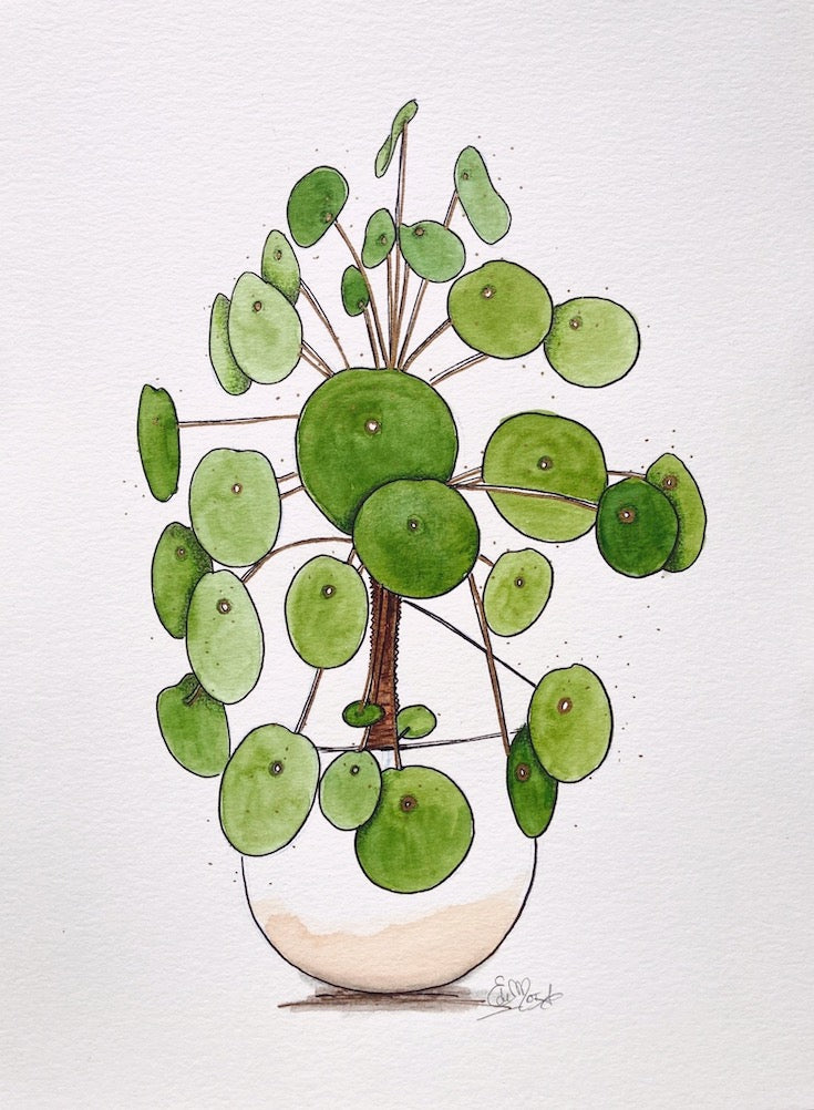 Chinese Monkey Money Plant, Money Plant, Watercolor, Illustration, Hand made illustrations, Green watercolor, Golden green watercolor, Edemota, Edwidge De Mota, Plant illustration, Feng shui