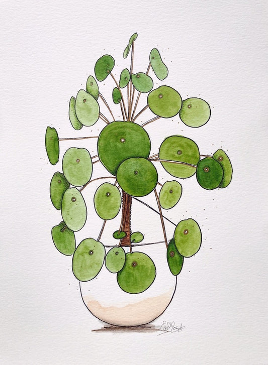 Chinese Monkey Money Plant, Money Plant, Watercolor, Illustration, Hand made illustrations, Green watercolor, Golden green watercolor, Edemota, Edwidge De Mota, Plant illustration, Feng shui