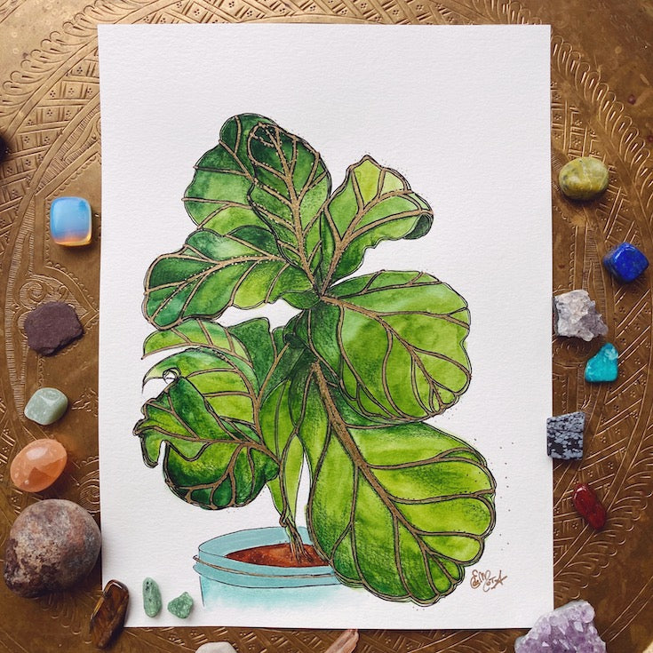 Figuier  | Fiddle fig tree
