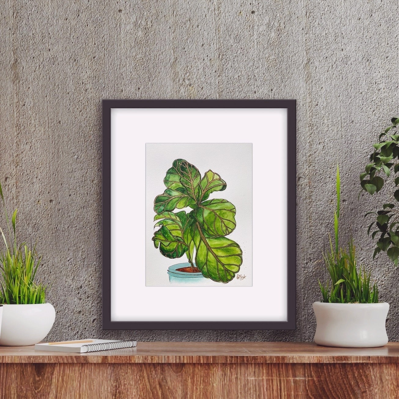 Figuier  | Fiddle fig tree