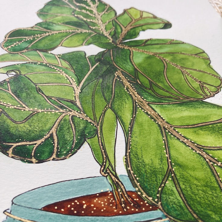 Figuier  | Fiddle fig tree