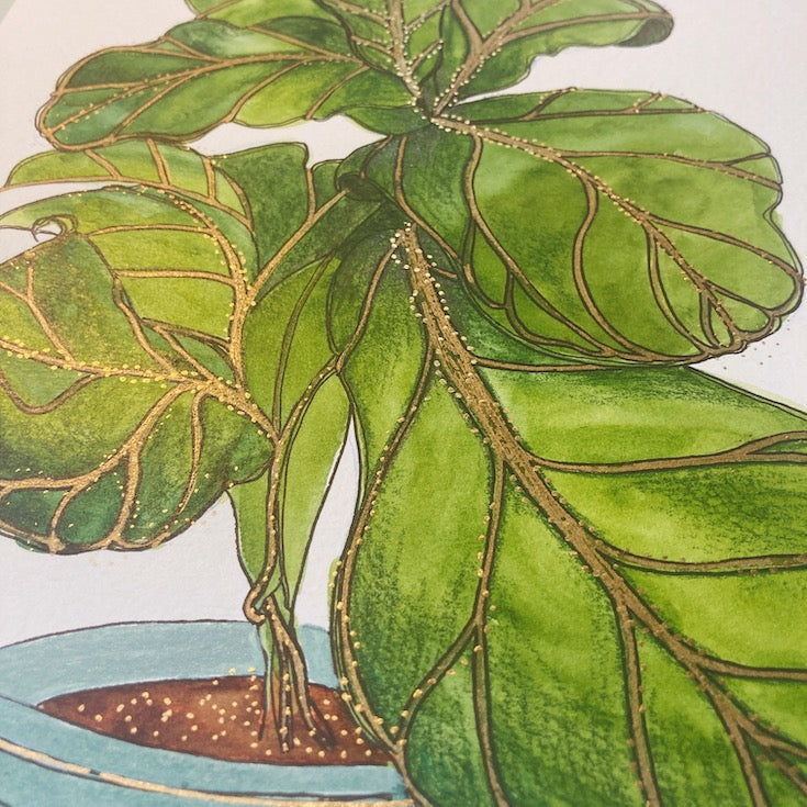 Figuier  | Fiddle fig tree