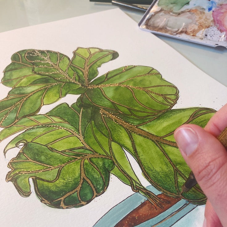 Figuier  | Fiddle fig tree