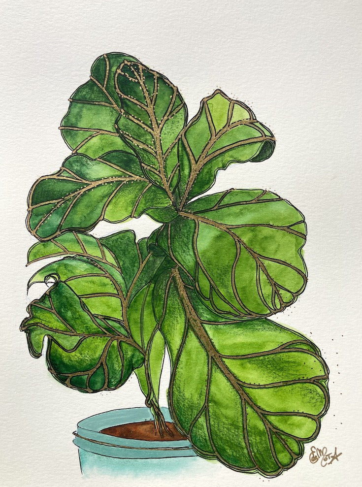 Figuier  | Fiddle fig tree