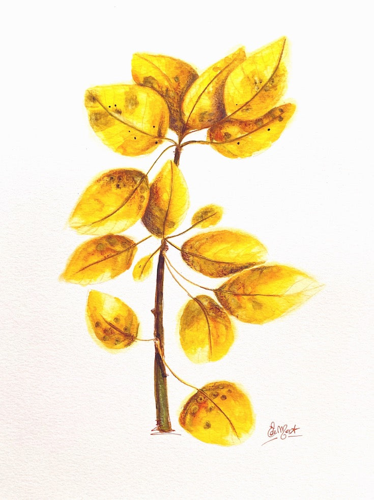 Tree leaves, Golden leaves, Watercolor, Sweet watercolor artwork, Tremble tree leaves, Illustration