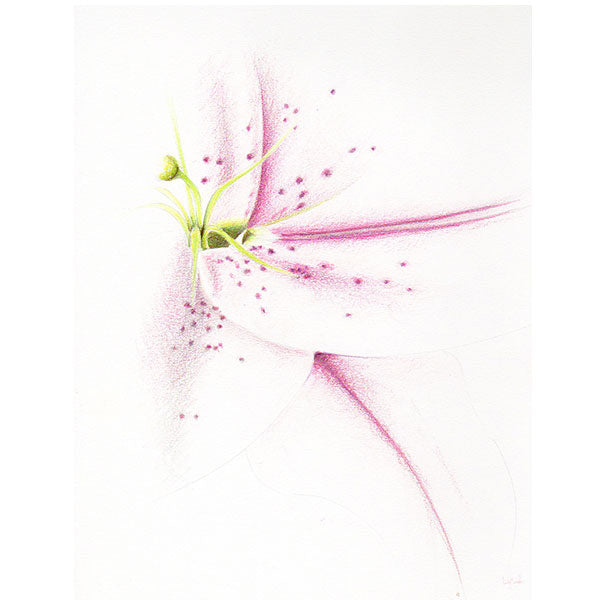 magnifique illustration fleur de lys, crayon de bois, watercolor, magenta, rose, pink, vert jaune, yellow green, Edemota, Edwidge De Mota