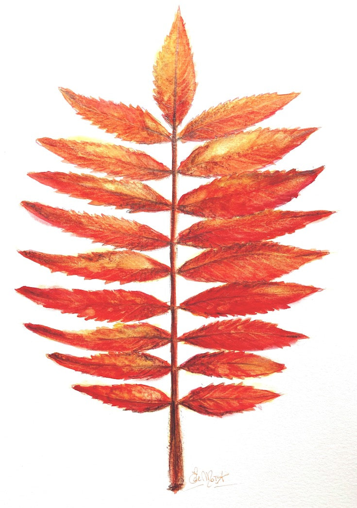Staghorn sumac, illustration, Sumac Vinaigrier, watercolor, aquarelle, Home decor, wall art