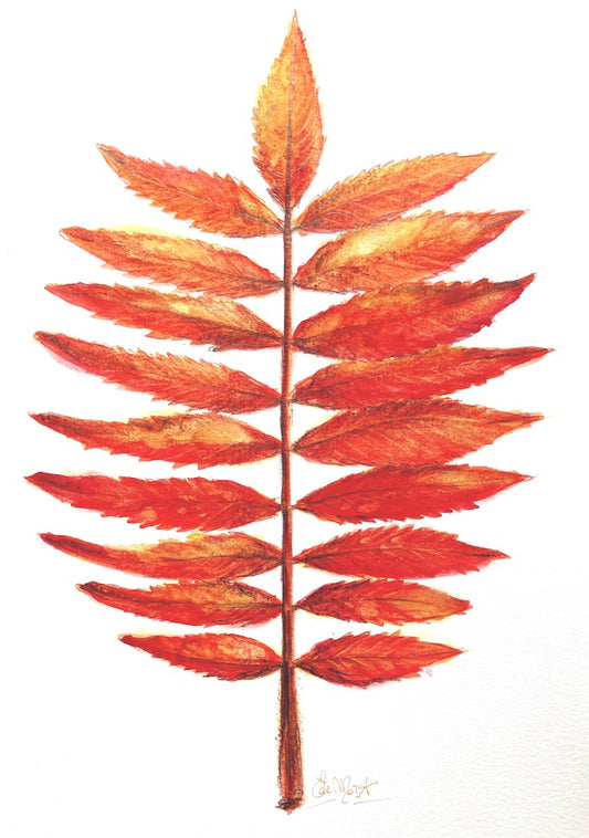 Staghorn sumac, illustration, Sumac Vinaigrier, watercolor, aquarelle, Home decor, wall art